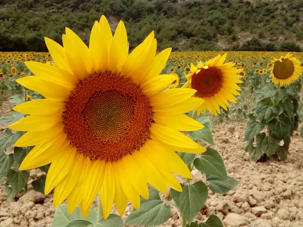 Campo de girasoles de e la Casa Rural El Ensueño